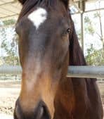 San Diego/Peoria AZ Custom Motorcycles