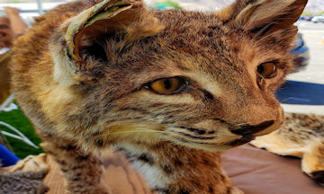 San Diego/Peoria AZ Custom Motorcycles